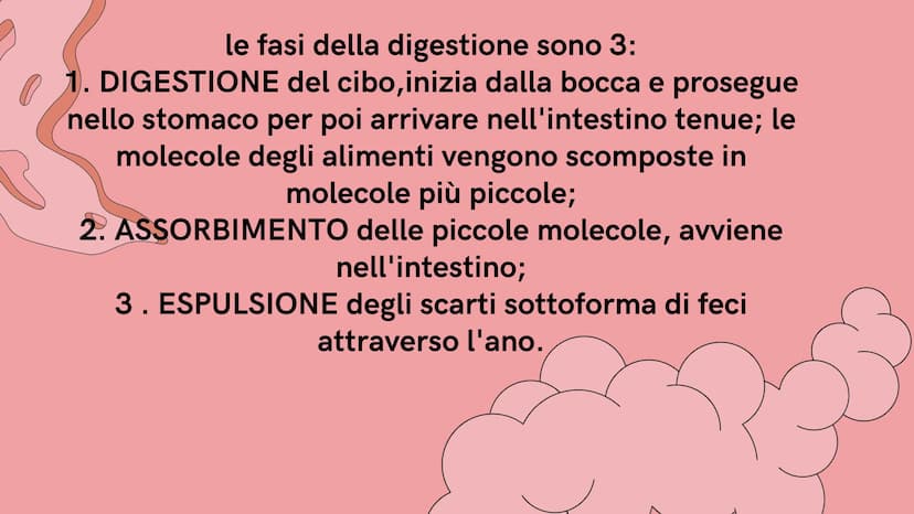 PE
r
L'APPARATO DIGERENTE
@study.withrobin. LA SUA
FUNZIONE
l'apparato digerente trasforma
gli alimenti in nutrienti.
Il suo compito è quell