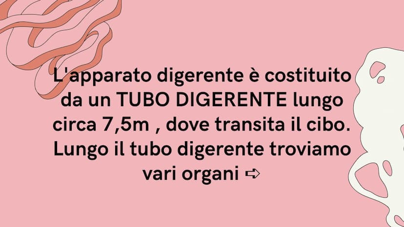 PE
r
L'APPARATO DIGERENTE
@study.withrobin. LA SUA
FUNZIONE
l'apparato digerente trasforma
gli alimenti in nutrienti.
Il suo compito è quell