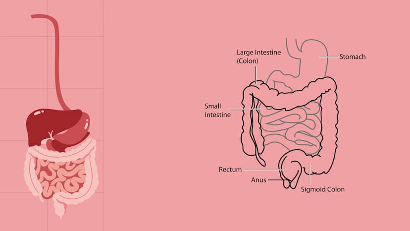 PE
r
L'APPARATO DIGERENTE
@study.withrobin. LA SUA
FUNZIONE
l'apparato digerente trasforma
gli alimenti in nutrienti.
Il suo compito è quell