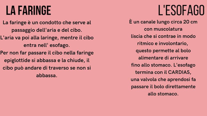 PE
r
L'APPARATO DIGERENTE
@study.withrobin. LA SUA
FUNZIONE
l'apparato digerente trasforma
gli alimenti in nutrienti.
Il suo compito è quell