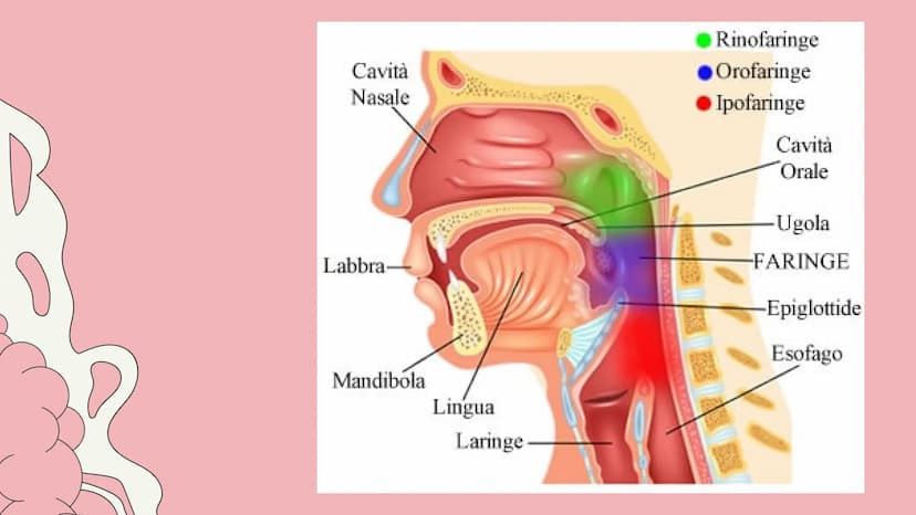 PE
r
L'APPARATO DIGERENTE
@study.withrobin. LA SUA
FUNZIONE
l'apparato digerente trasforma
gli alimenti in nutrienti.
Il suo compito è quell