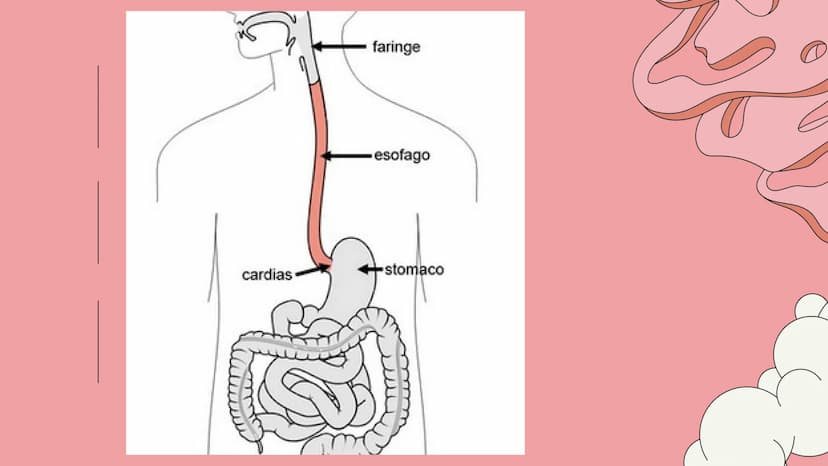 PE
r
L'APPARATO DIGERENTE
@study.withrobin. LA SUA
FUNZIONE
l'apparato digerente trasforma
gli alimenti in nutrienti.
Il suo compito è quell