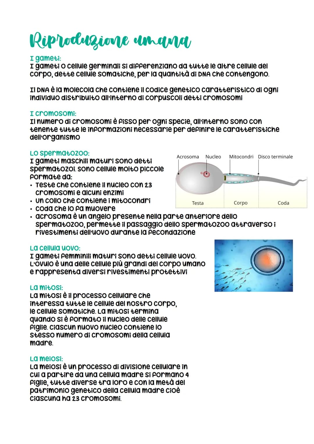 Riproduzione umana
I gameti:
I gameti o cellule germinali si differenziano da tutte le altre cellule del
corpo, dette cellule somatiche, per