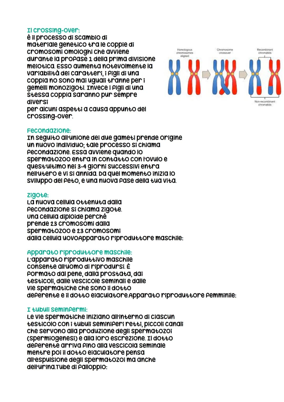 Riproduzione umana
I gameti:
I gameti o cellule germinali si differenziano da tutte le altre cellule del
corpo, dette cellule somatiche, per