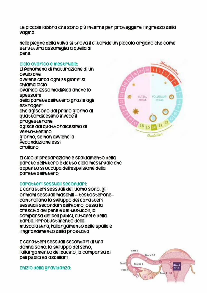 Riproduzione umana
I gameti:
I gameti o cellule germinali si differenziano da tutte le altre cellule del
corpo, dette cellule somatiche, per