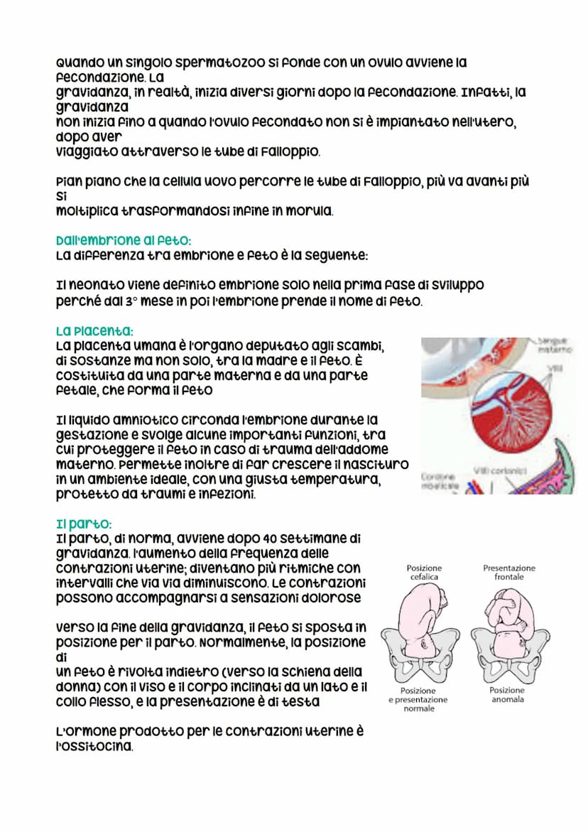 Riproduzione umana
I gameti:
I gameti o cellule germinali si differenziano da tutte le altre cellule del
corpo, dette cellule somatiche, per