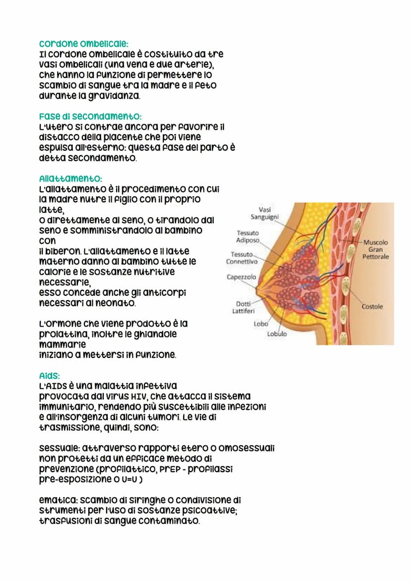 Riproduzione umana
I gameti:
I gameti o cellule germinali si differenziano da tutte le altre cellule del
corpo, dette cellule somatiche, per