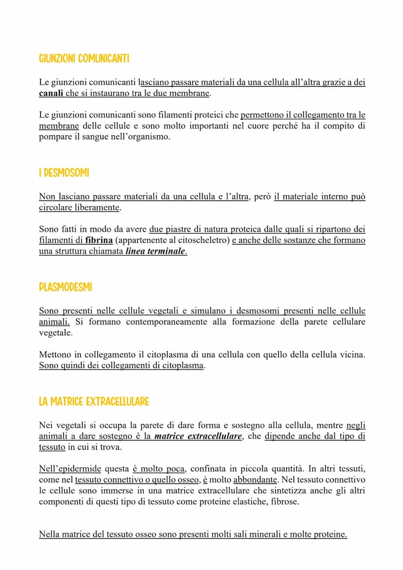 L'ADESIONE CELLULARE E LA MATRICE
EXTRACELLULARE
LE CELLULE SI RAGGRUPPANO IN TESSUTI
Il raggruppamento di cellule in tessuti è permesso da 