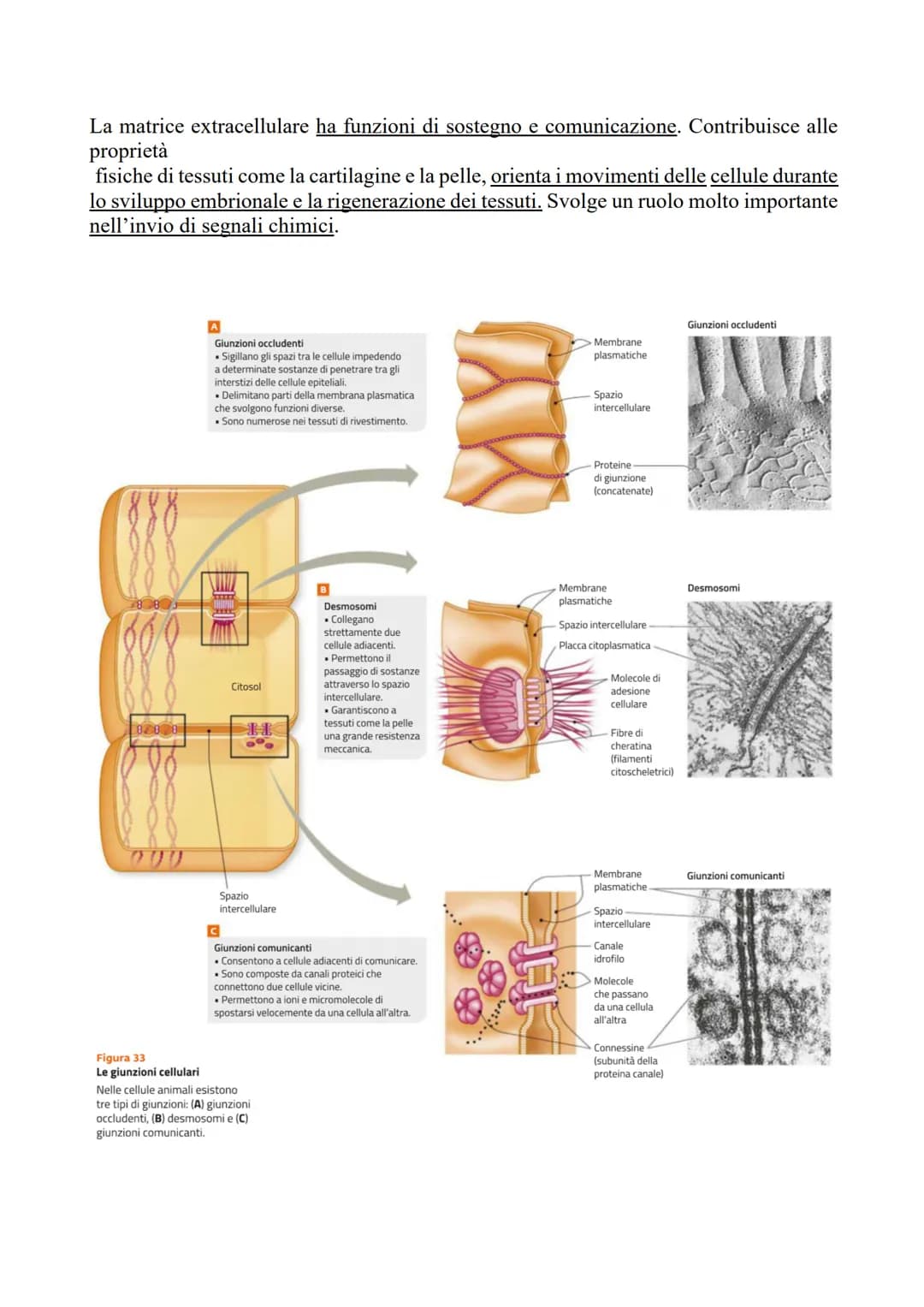 L'ADESIONE CELLULARE E LA MATRICE
EXTRACELLULARE
LE CELLULE SI RAGGRUPPANO IN TESSUTI
Il raggruppamento di cellule in tessuti è permesso da 