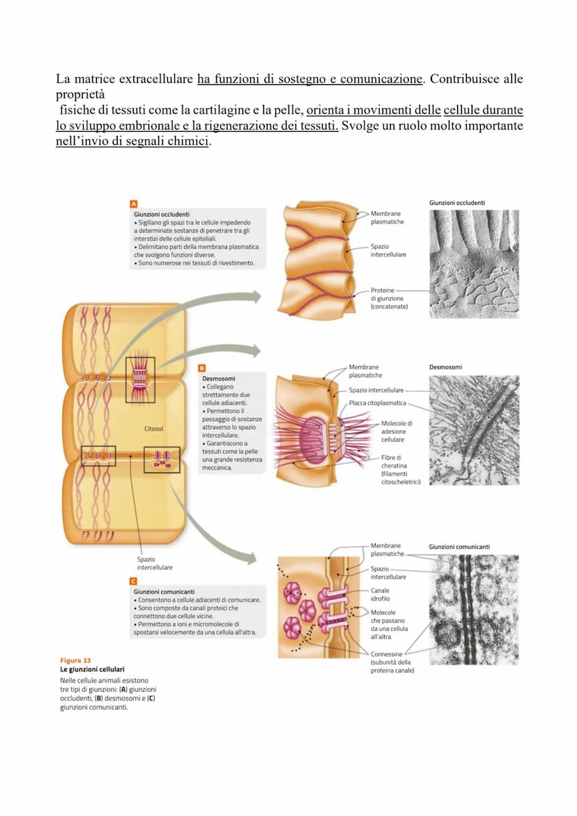 L'ADESIONE CELLULARE E LA MATRICE
EXTRACELLULARE
LE CELLULE SI RAGGRUPPANO IN TESSUTI
Il raggruppamento di cellule in tessuti è permesso da 