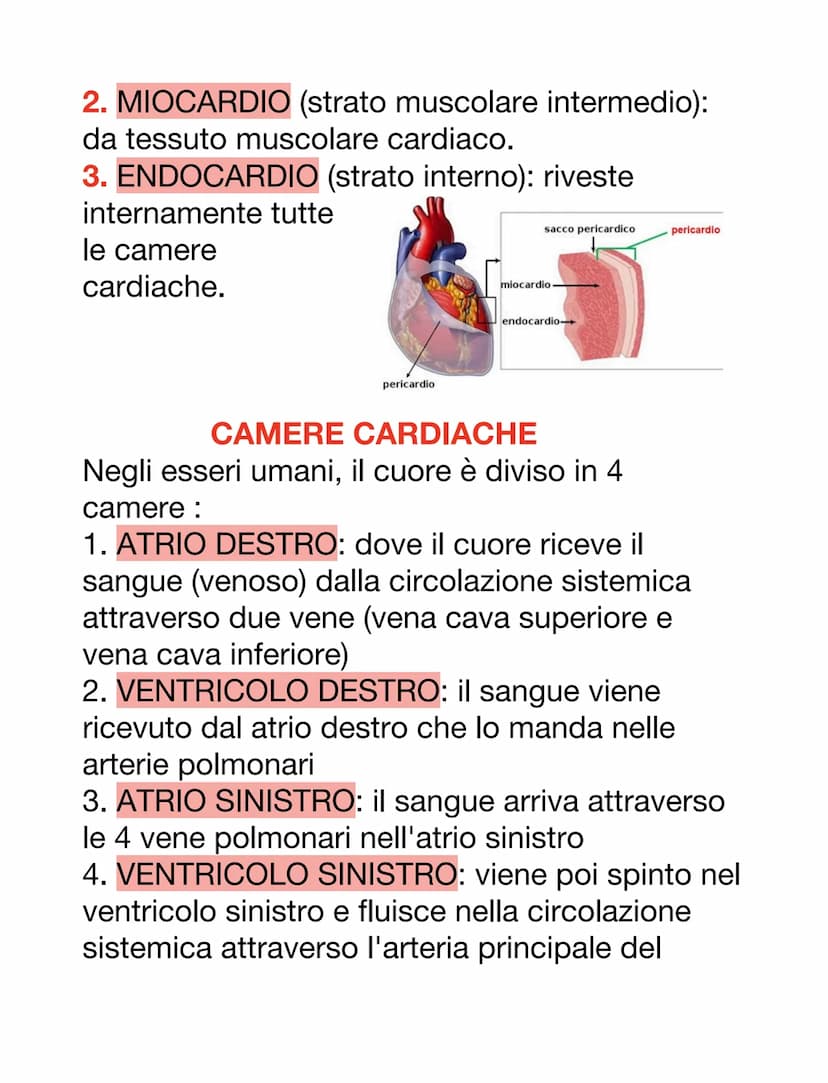 DCUORE, VASI SANGUIGNI E SANGUE
Il cuore è un organo muscolare che pompa il
sangue attraverso i vasi sanguigni del sistema
circolatorio.
Ha 