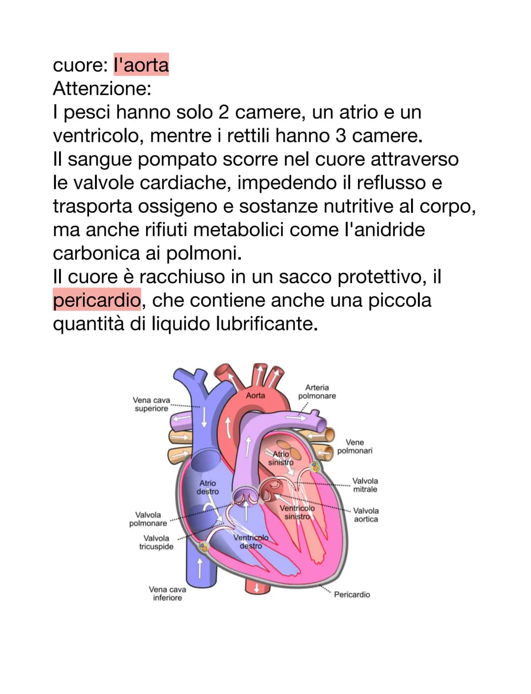 DCUORE, VASI SANGUIGNI E SANGUE
Il cuore è un organo muscolare che pompa il
sangue attraverso i vasi sanguigni del sistema
circolatorio.
Ha 