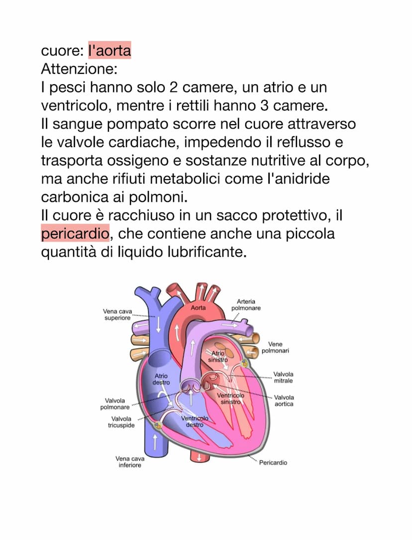 DCUORE, VASI SANGUIGNI E SANGUE
Il cuore è un organo muscolare che pompa il
sangue attraverso i vasi sanguigni del sistema
circolatorio.
Ha 