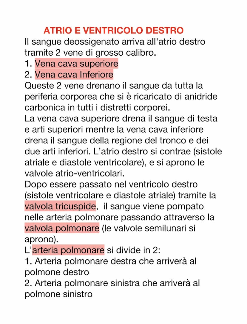 DCUORE, VASI SANGUIGNI E SANGUE
Il cuore è un organo muscolare che pompa il
sangue attraverso i vasi sanguigni del sistema
circolatorio.
Ha 