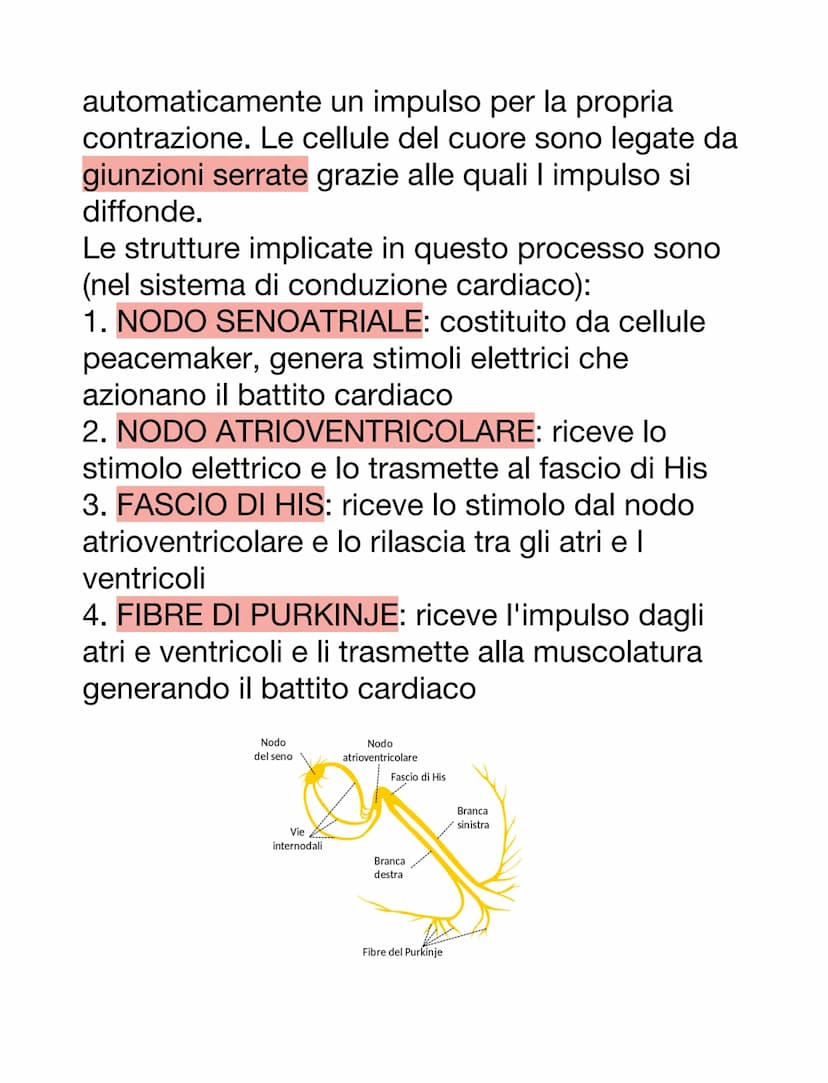 DCUORE, VASI SANGUIGNI E SANGUE
Il cuore è un organo muscolare che pompa il
sangue attraverso i vasi sanguigni del sistema
circolatorio.
Ha 