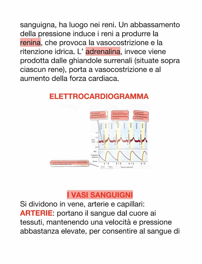 DCUORE, VASI SANGUIGNI E SANGUE
Il cuore è un organo muscolare che pompa il
sangue attraverso i vasi sanguigni del sistema
circolatorio.
Ha 