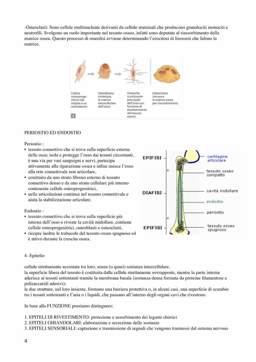 1
ANATOMIA E FISIOLOGIA UMANA 1- ISTOLOGIA
I livelli di organizzazione
1. Cellula: unità strutturale e funzionale di base dell'organismo.
2.