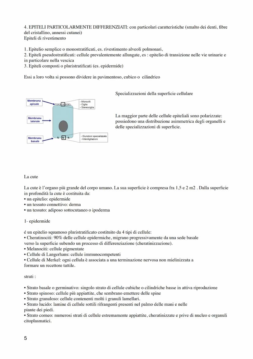 1
ANATOMIA E FISIOLOGIA UMANA 1- ISTOLOGIA
I livelli di organizzazione
1. Cellula: unità strutturale e funzionale di base dell'organismo.
2.