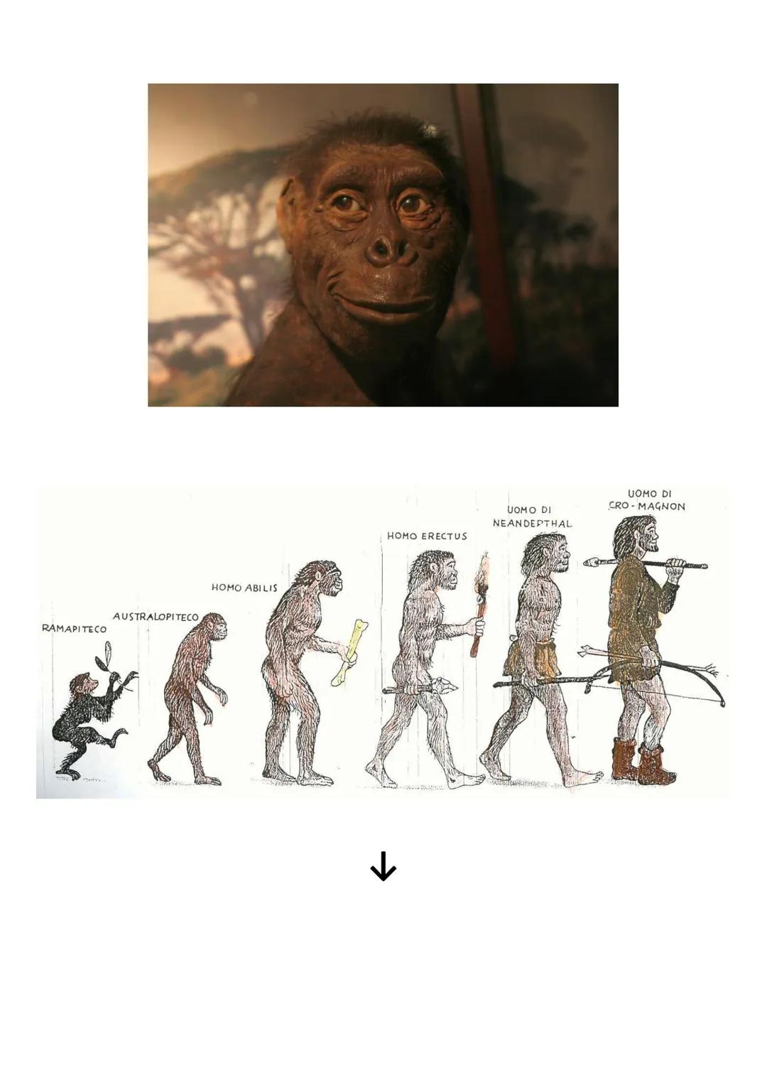 # OMINAZIONE ed evoluzione degli ominidi (libro pp.17-19)

Ominazione: comparsa dei primi ominidi sulla terra

Il ceppo originario

15 milio