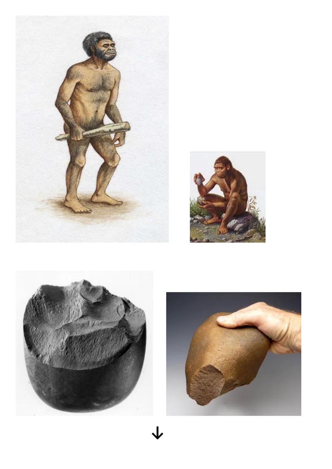 # OMINAZIONE ed evoluzione degli ominidi (libro pp.17-19)

Ominazione: comparsa dei primi ominidi sulla terra

Il ceppo originario

15 milio