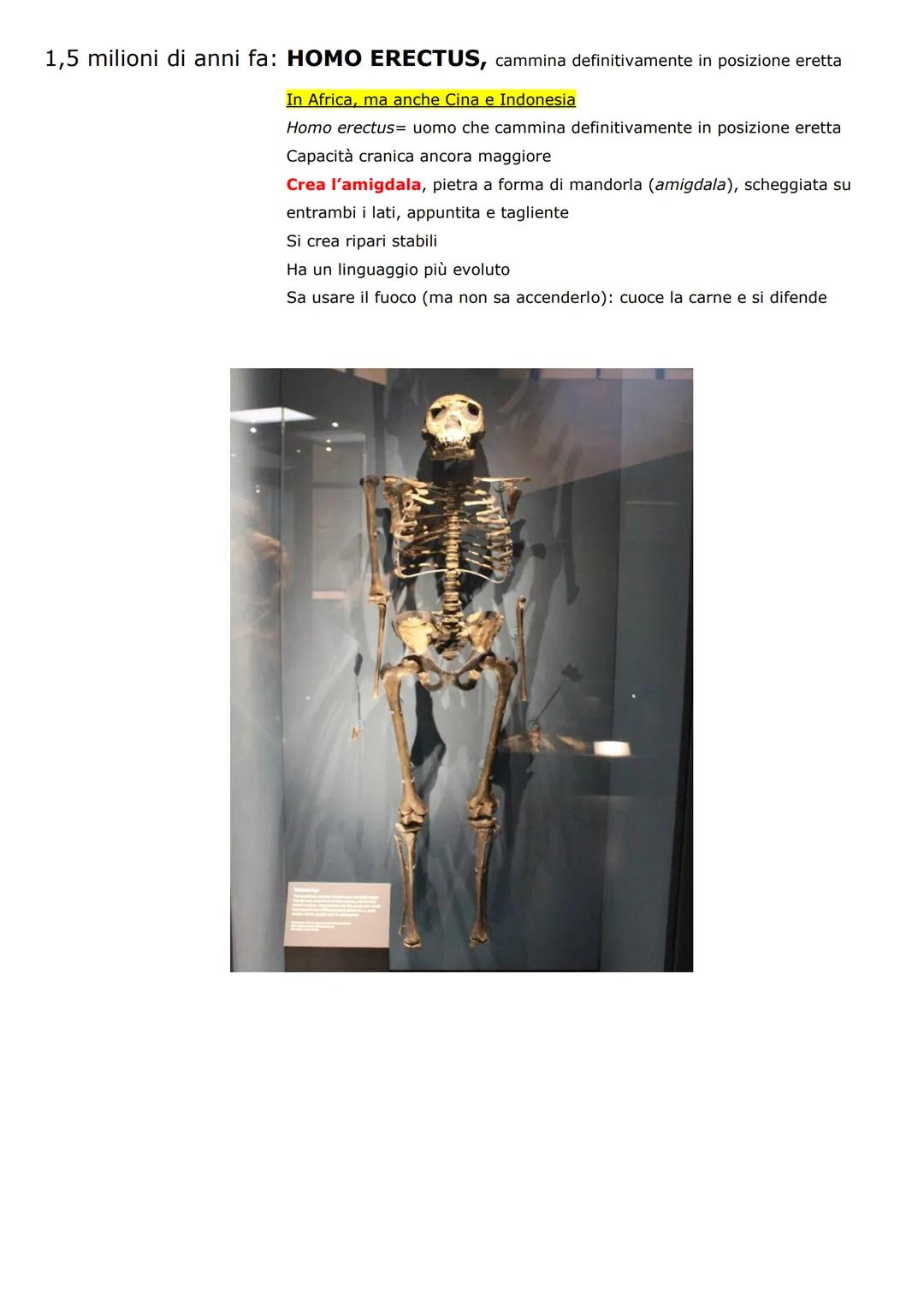 # OMINAZIONE ed evoluzione degli ominidi (libro pp.17-19)

Ominazione: comparsa dei primi ominidi sulla terra

Il ceppo originario

15 milio