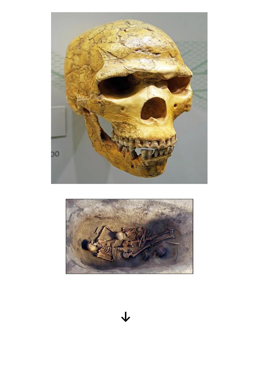 # OMINAZIONE ed evoluzione degli ominidi (libro pp.17-19)

Ominazione: comparsa dei primi ominidi sulla terra

Il ceppo originario

15 milio
