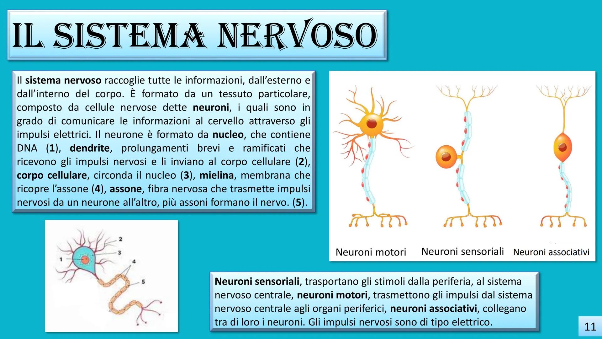 IC POGGIOMARINO 1 CAPOLUOGO
SCUOLA SECONDARIA DI 2°GRADO
LA FOLLIA
"Imparerai a tue spese che nel lungo tragitto della
vita incontrerai tant