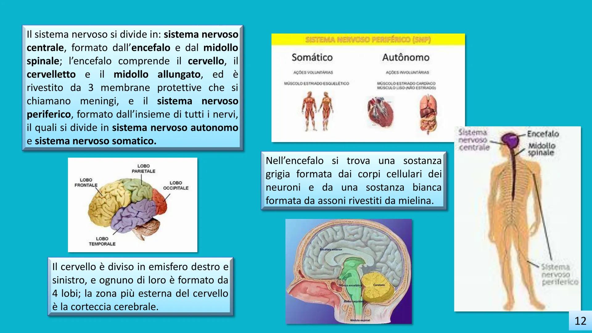 IC POGGIOMARINO 1 CAPOLUOGO
SCUOLA SECONDARIA DI 2°GRADO
LA FOLLIA
"Imparerai a tue spese che nel lungo tragitto della
vita incontrerai tant