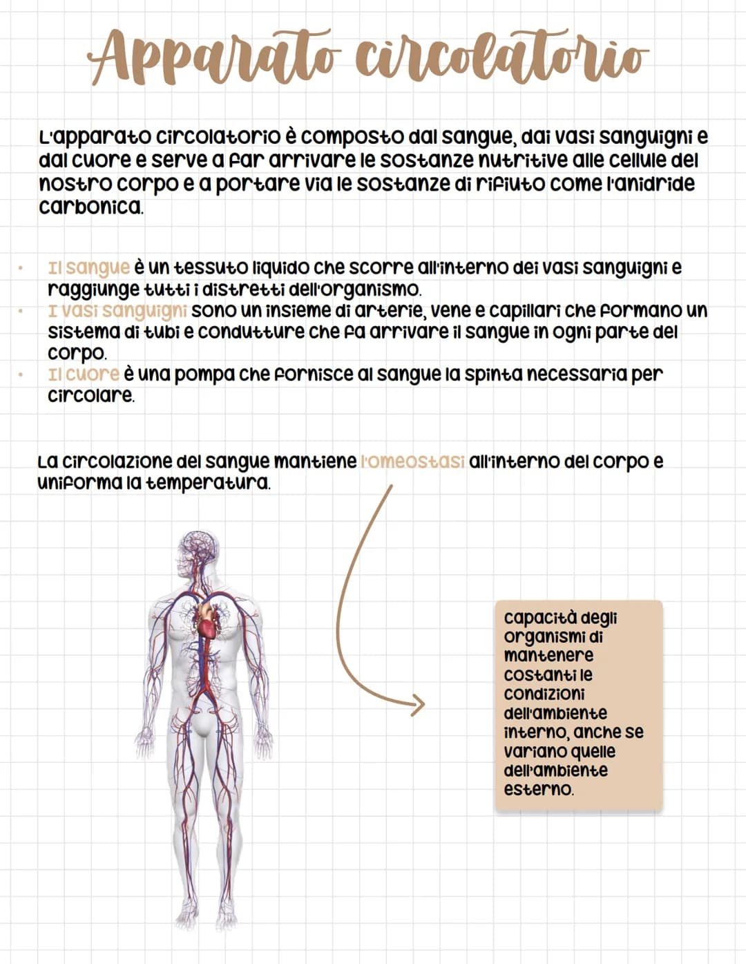 Apparato circolatorio
circolatorio
L'apparato circolatorio è composto dal sangue, dai vasi sanguigni e
dal cuore e serve a far arrivare le s