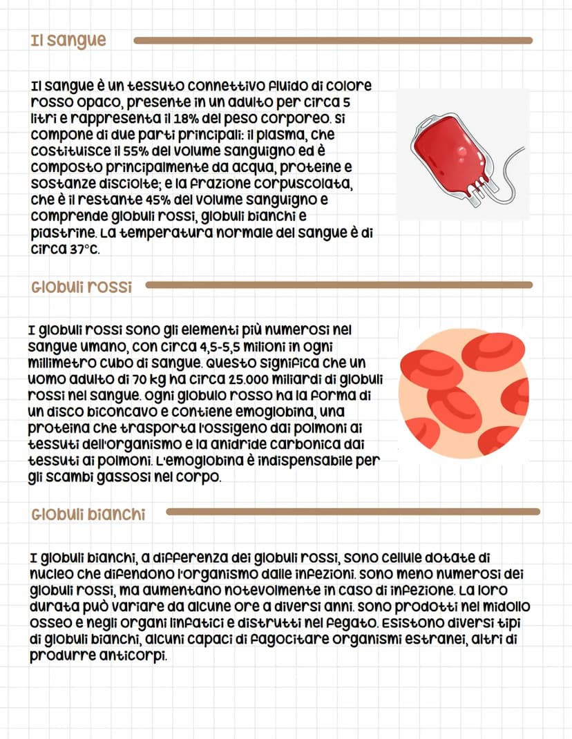 Apparato circolatorio
circolatorio
L'apparato circolatorio è composto dal sangue, dai vasi sanguigni e
dal cuore e serve a far arrivare le s