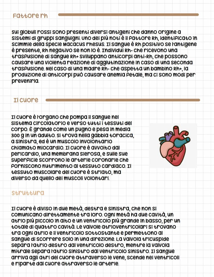 Apparato circolatorio
circolatorio
L'apparato circolatorio è composto dal sangue, dai vasi sanguigni e
dal cuore e serve a far arrivare le s