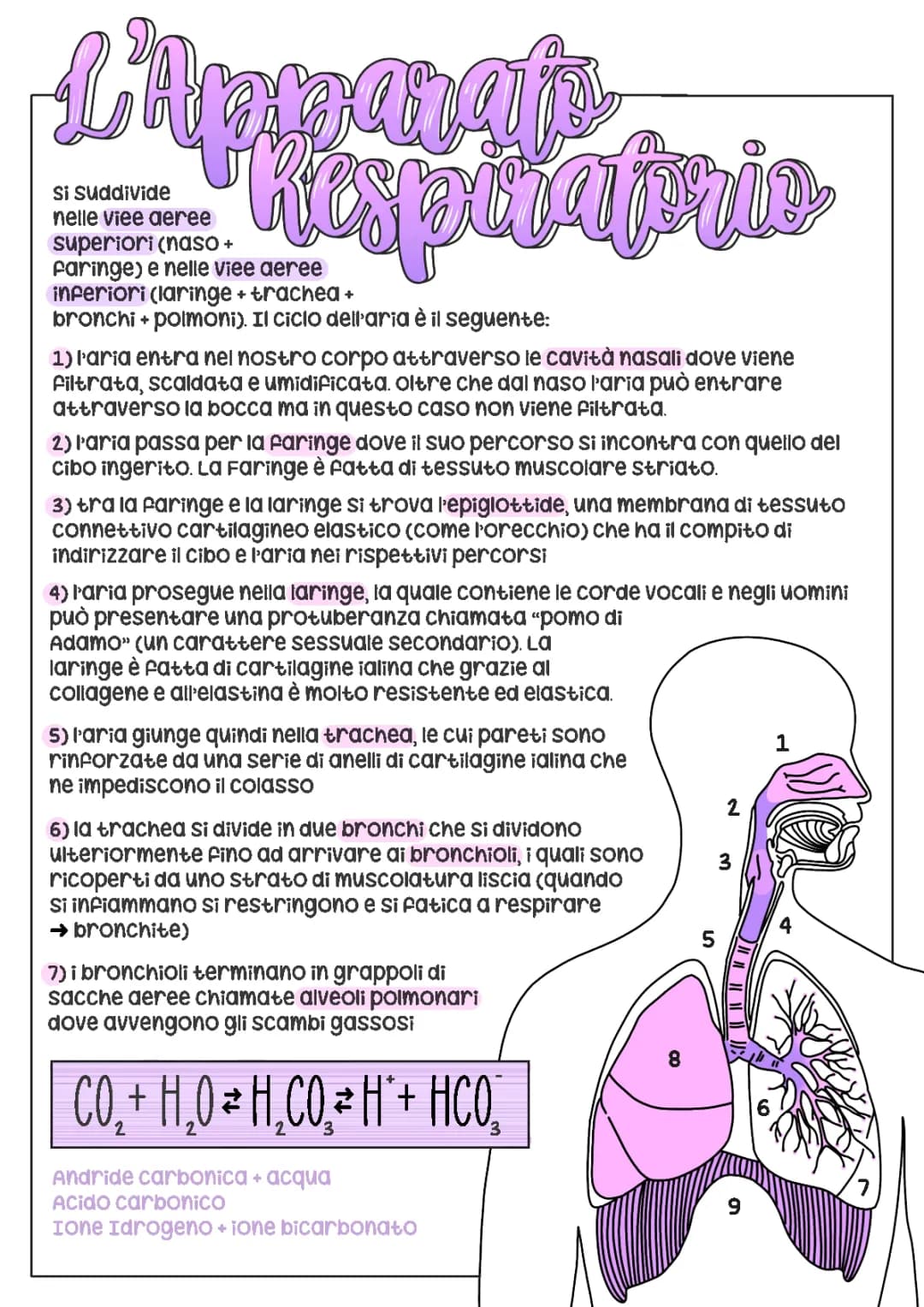 apparato respiratorio