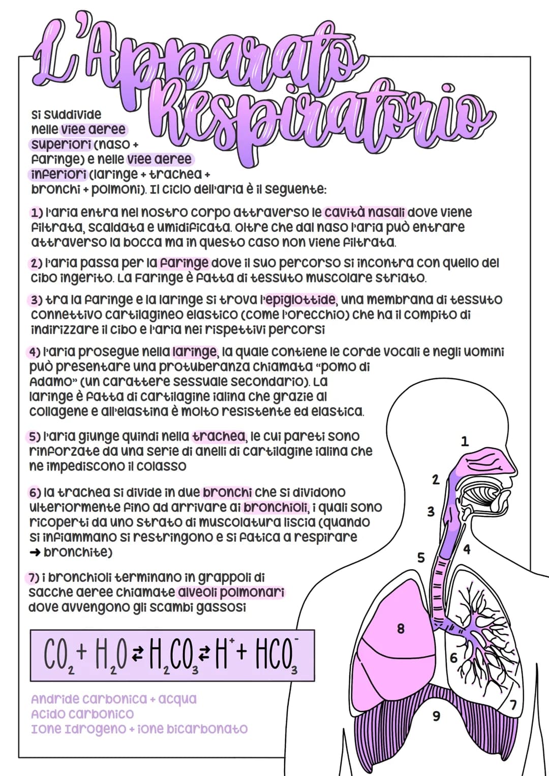 L'Apparais
•Respiratoria
Si suddivide
nelle viee aeree
superiori (naso +
Faringe) e nelle viee aeree
inferiori (laringe + trachea+
bronchi +