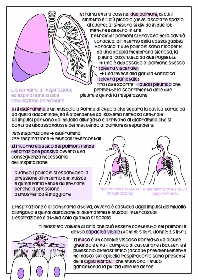 L'Apparais
•Respiratoria
Si suddivide
nelle viee aeree
superiori (naso +
Faringe) e nelle viee aeree
inferiori (laringe + trachea+
bronchi +