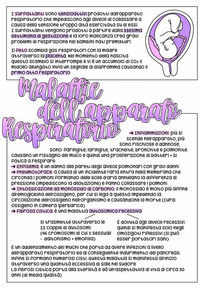 L'Apparais
•Respiratoria
Si suddivide
nelle viee aeree
superiori (naso +
Faringe) e nelle viee aeree
inferiori (laringe + trachea+
bronchi +