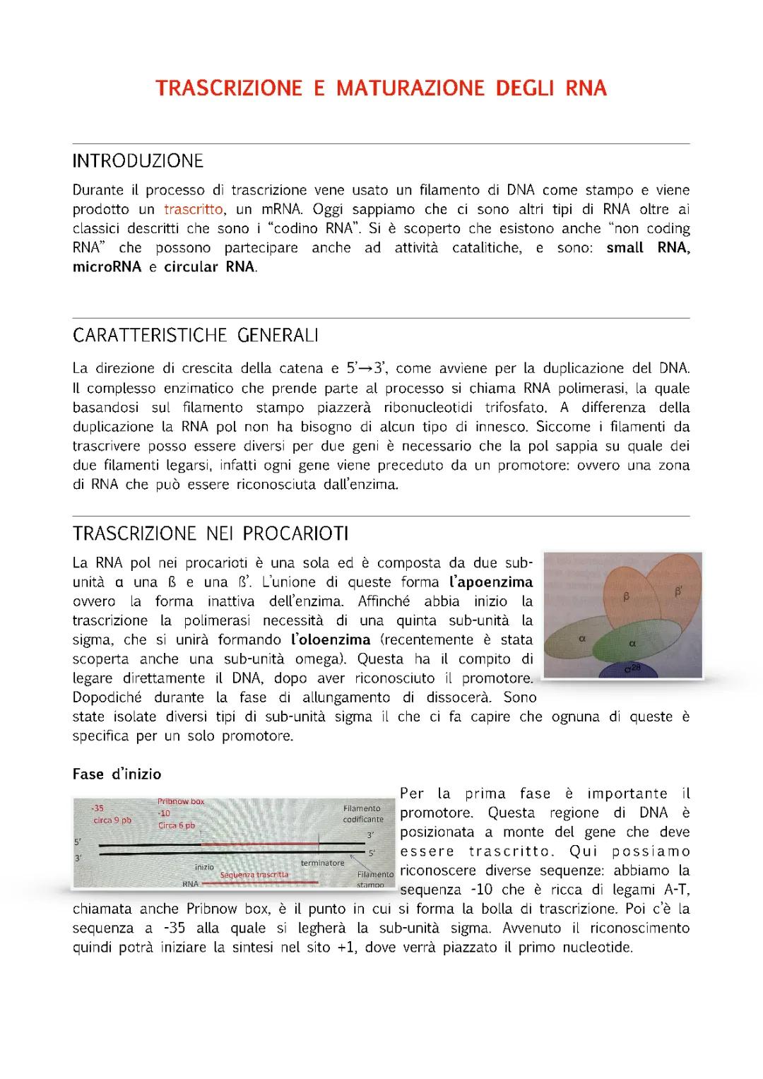 TRADUZIONE E TRASCRIZIONE PROCARIOTI ED EUCARIOTI