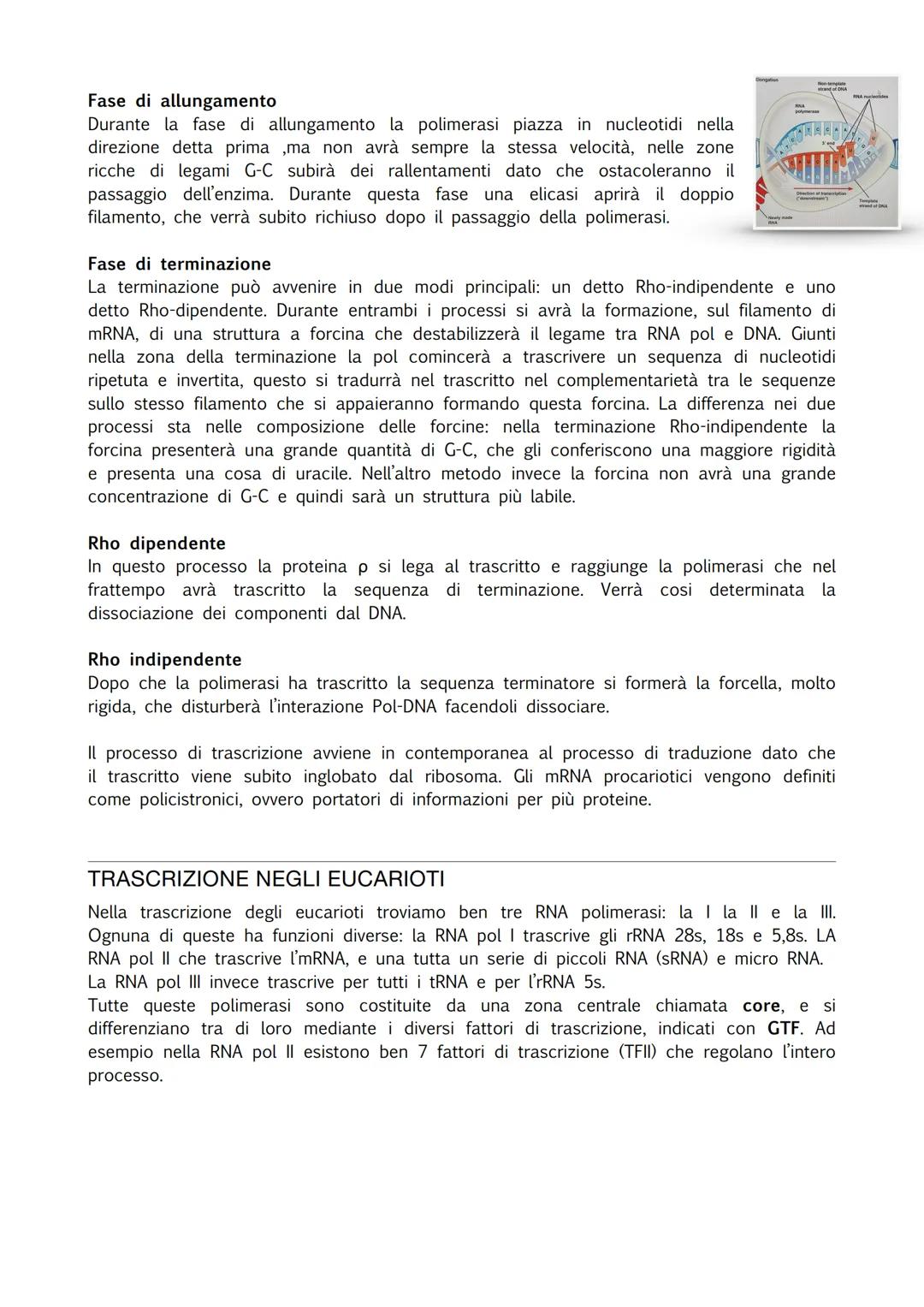 INTRODUZIONE
Durante il processo di trascrizione vene usato un filamento di DNA come stampo e viene
prodotto un trascritto, un mRNA. Oggi sa