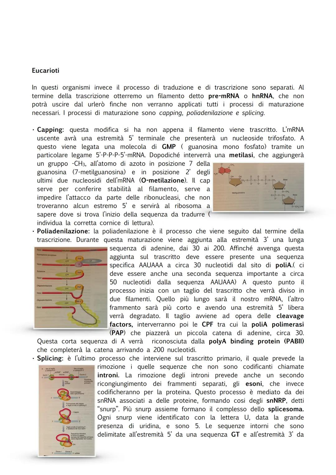 INTRODUZIONE
Durante il processo di trascrizione vene usato un filamento di DNA come stampo e viene
prodotto un trascritto, un mRNA. Oggi sa