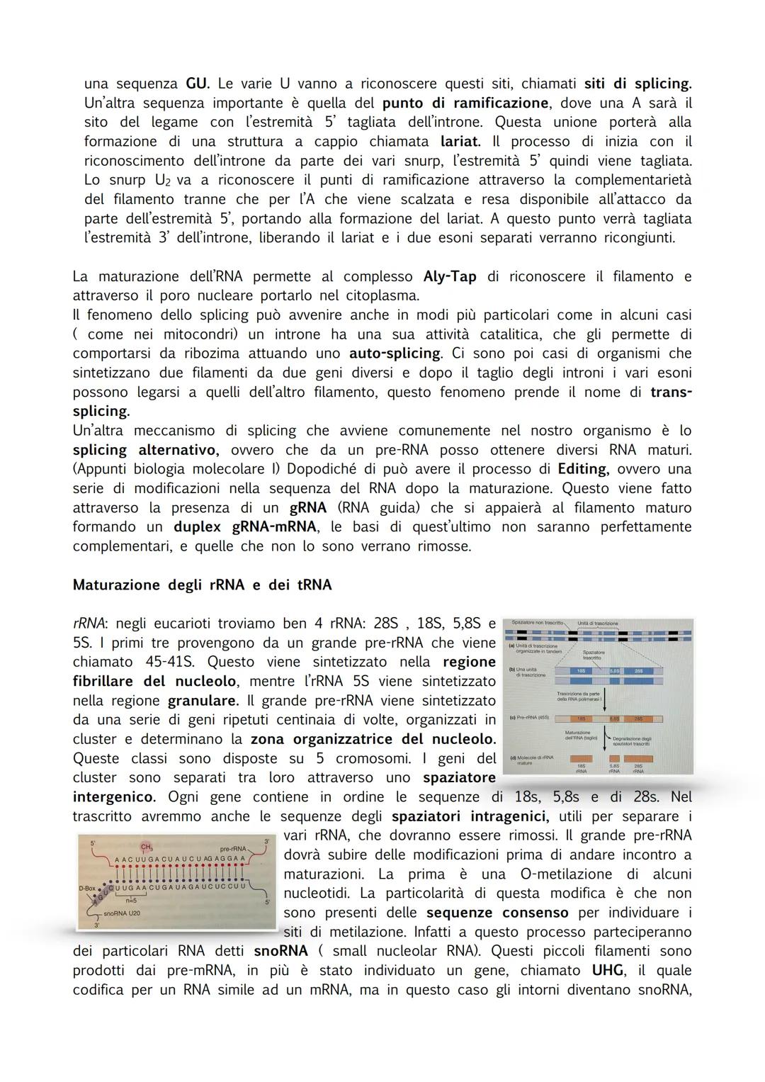 INTRODUZIONE
Durante il processo di trascrizione vene usato un filamento di DNA come stampo e viene
prodotto un trascritto, un mRNA. Oggi sa