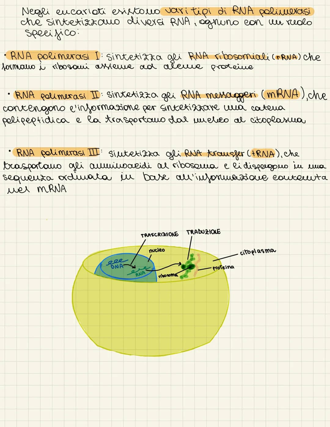tauplicazione
dua
dato che ogni callula tramanda il
proprio materiale
prima della
e recenario
genetico alle cellule
divisione cellulare
dupl