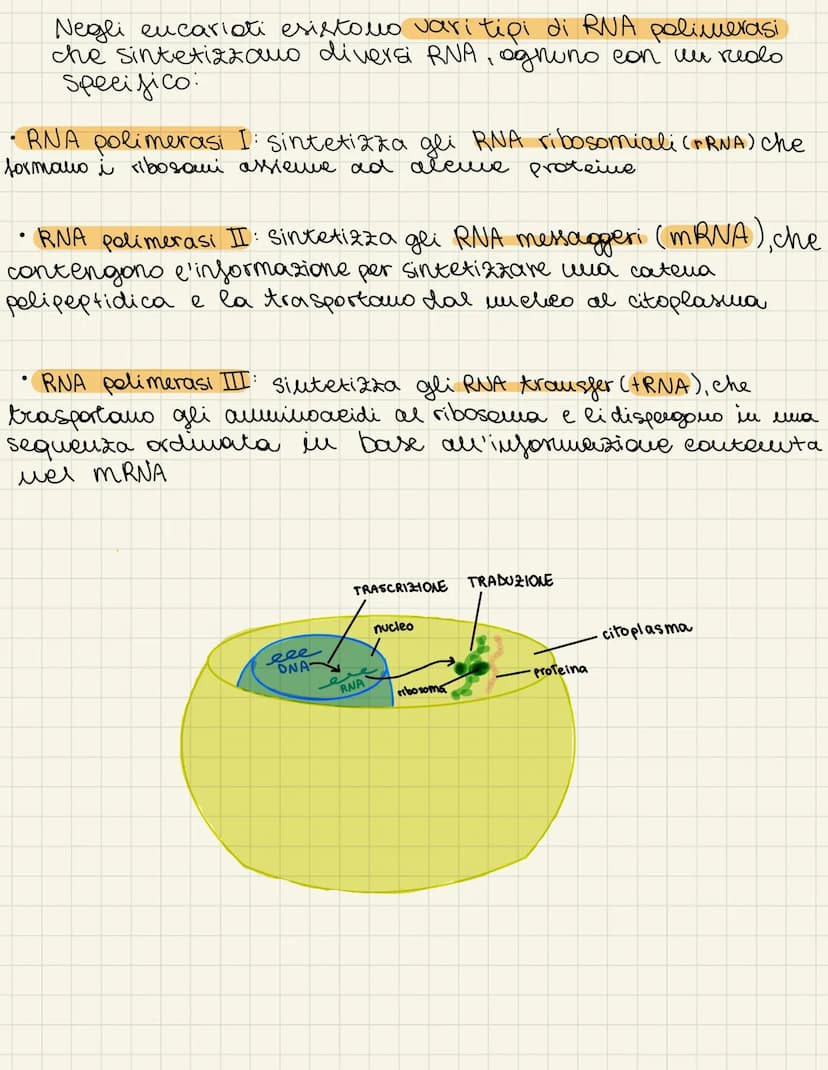 tauplicazione
dua
dato che ogni callula tramanda il
proprio materiale
prima della
e recenario
genetico alle cellule
divisione cellulare
dupl