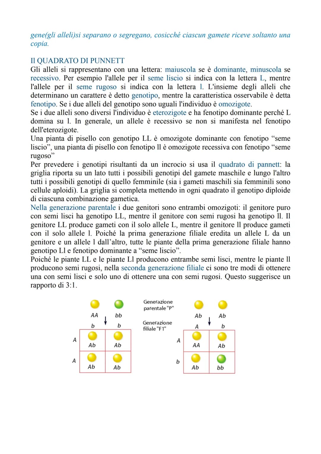 LA GENETICA
La genetica è lo studio delle leggi e dei meccanismi che permettono la trasmissione
dei caratteri da una generazione all'altra e