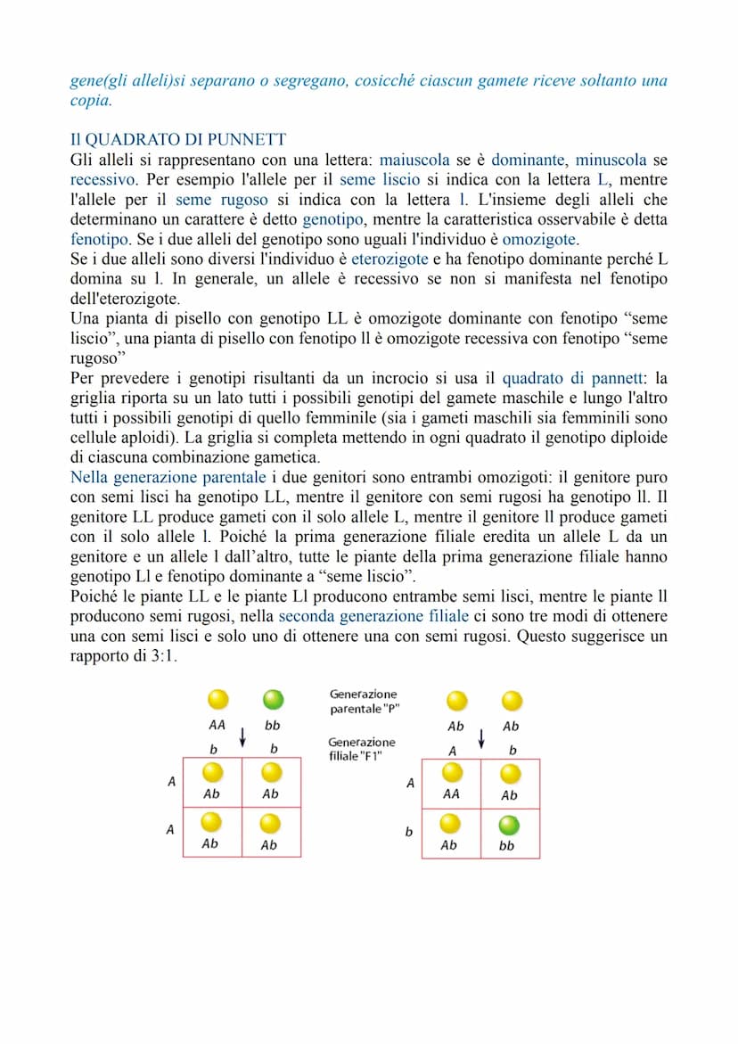 LA GENETICA
La genetica è lo studio delle leggi e dei meccanismi che permettono la trasmissione
dei caratteri da una generazione all'altra e