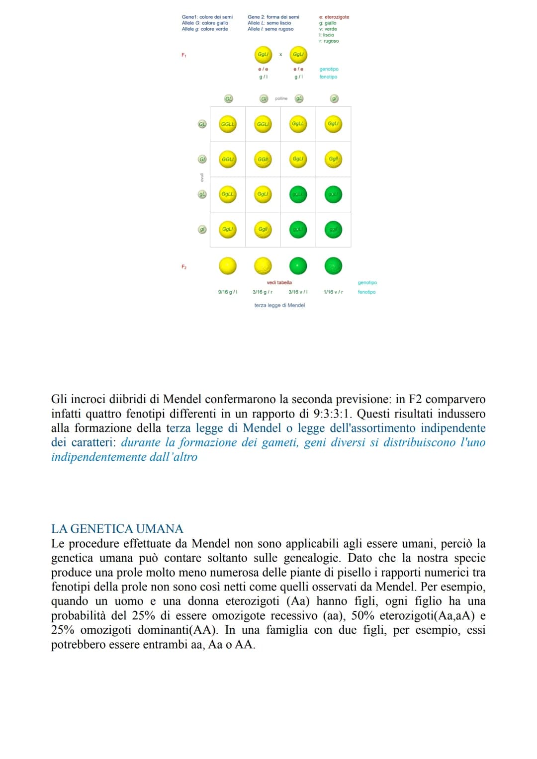 LA GENETICA
La genetica è lo studio delle leggi e dei meccanismi che permettono la trasmissione
dei caratteri da una generazione all'altra e