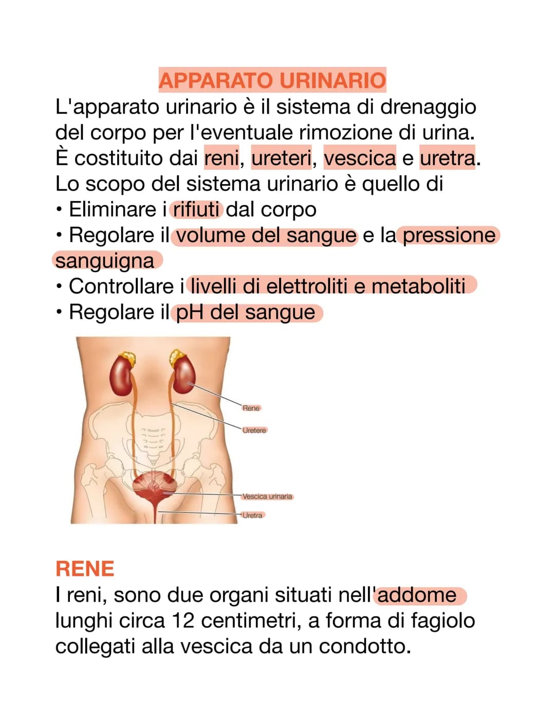 APPARATO URINARIO
L'apparato urinario è il sistema di drenaggio
del corpo per l'eventuale rimozione di urina.
È costituito dai reni, ureteri