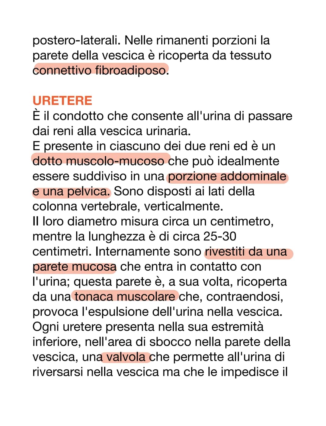 APPARATO URINARIO
L'apparato urinario è il sistema di drenaggio
del corpo per l'eventuale rimozione di urina.
È costituito dai reni, ureteri