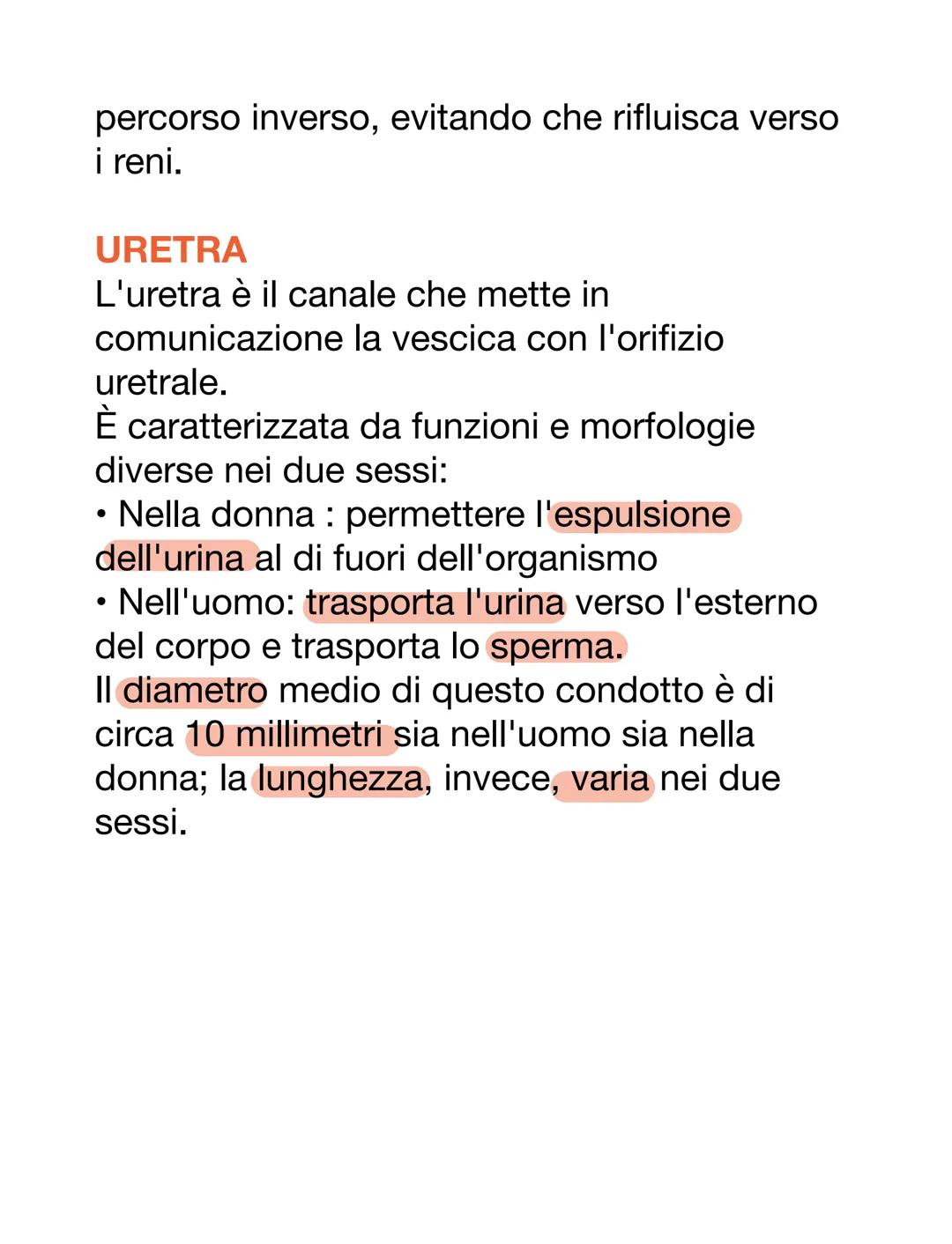 APPARATO URINARIO
L'apparato urinario è il sistema di drenaggio
del corpo per l'eventuale rimozione di urina.
È costituito dai reni, ureteri