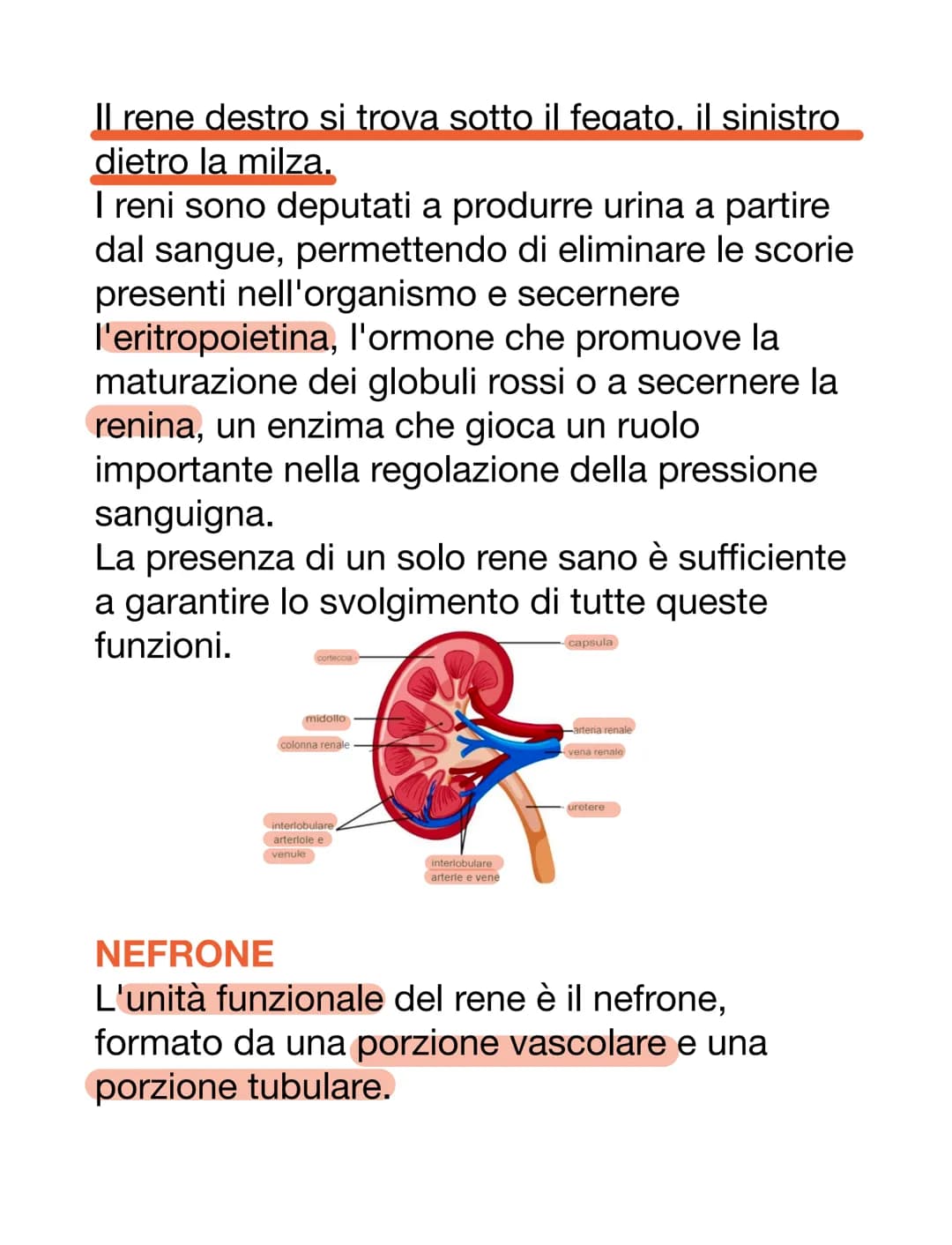 APPARATO URINARIO
L'apparato urinario è il sistema di drenaggio
del corpo per l'eventuale rimozione di urina.
È costituito dai reni, ureteri