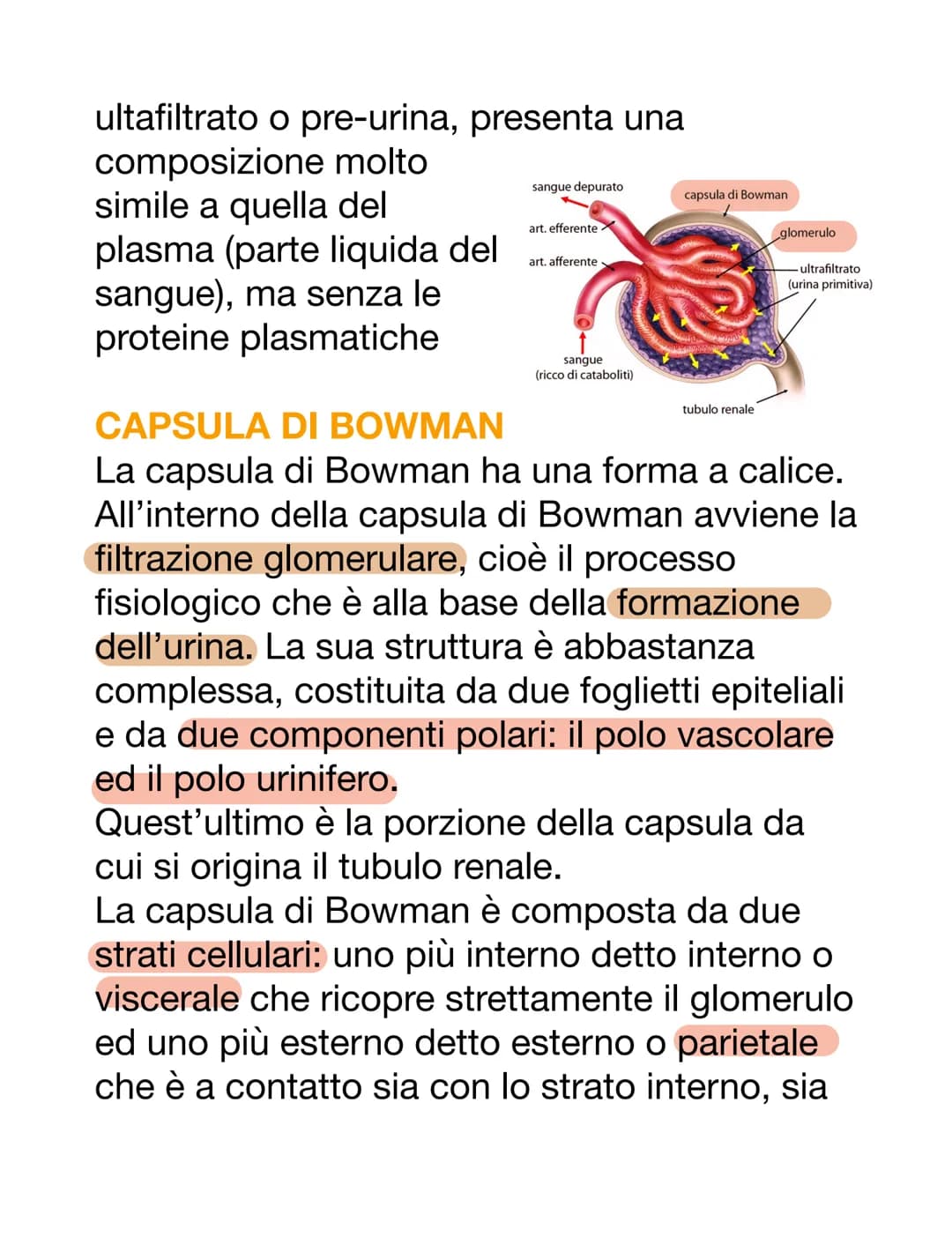 APPARATO URINARIO
L'apparato urinario è il sistema di drenaggio
del corpo per l'eventuale rimozione di urina.
È costituito dai reni, ureteri