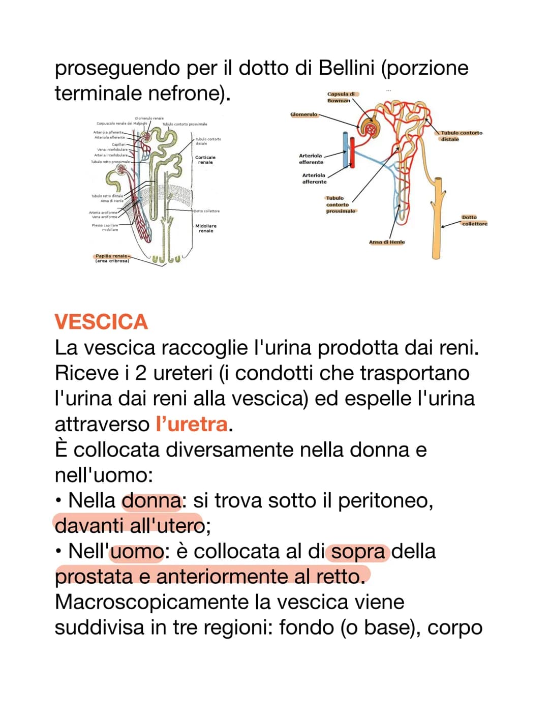 APPARATO URINARIO
L'apparato urinario è il sistema di drenaggio
del corpo per l'eventuale rimozione di urina.
È costituito dai reni, ureteri